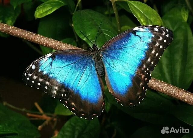 Фото Нежно-голубая чешуя бабочки Morpho peleides, Фото группы, - Фото@Mail.Ru
