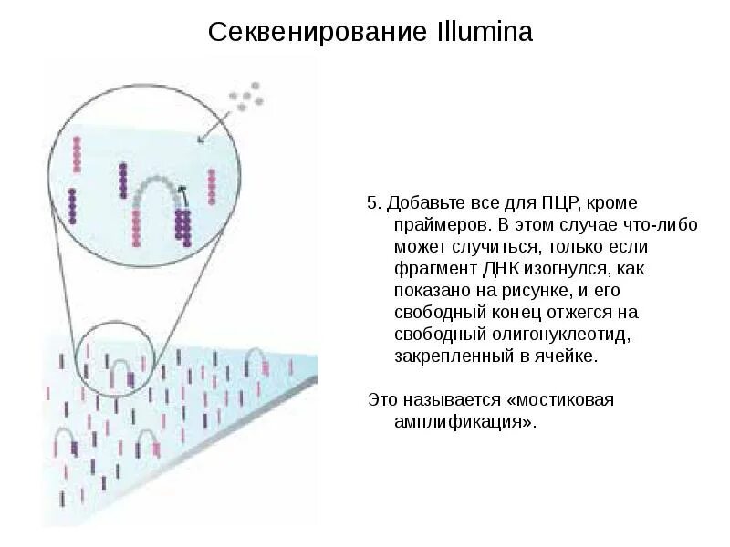 Что такое секвенирование днк. Пцр секвенирование. секвенирование днк пцр. illumina секвенирование. секвенирование днк схема.