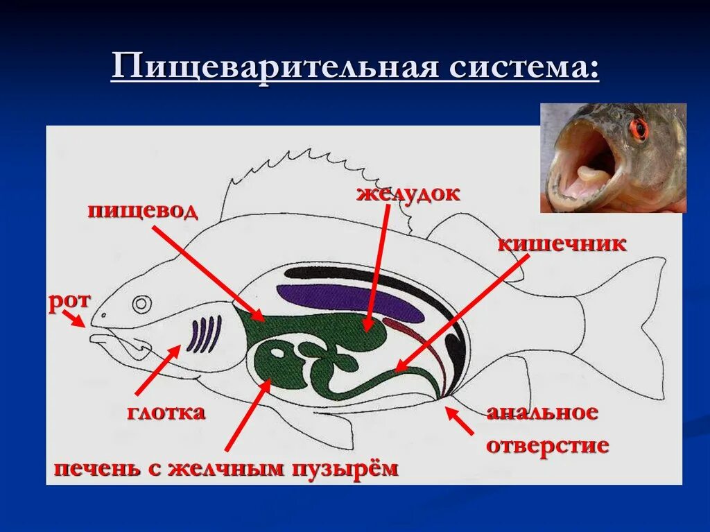 Как выглядит желчный пузырь у рыбы Pin op Aquarium Artikelen
