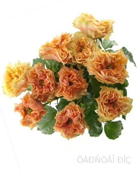 51 пионовидная роза Гравити. Букет 152 Kimbirly Flowers - купить в интернет-мага