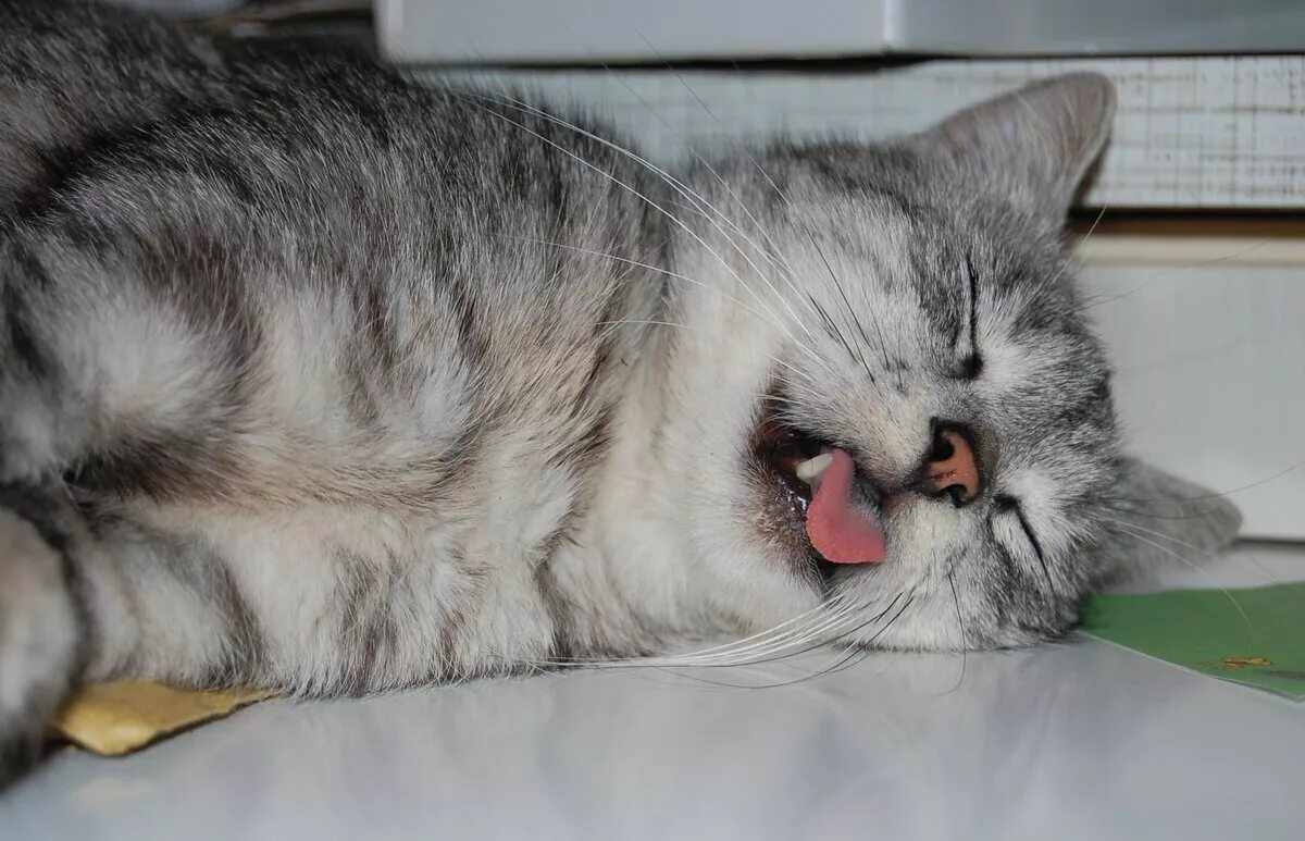 Sleeping language