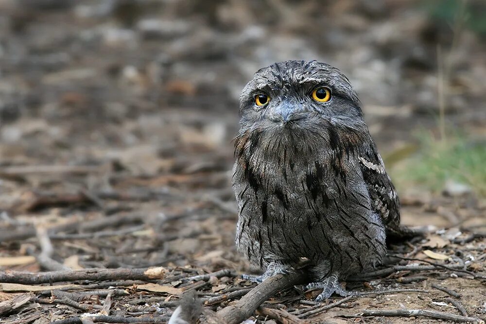 Only joking. Tawny Frogmouth. Frogmouth. Малайзийский Ушастый лягушкорот фото качество ультра чд.