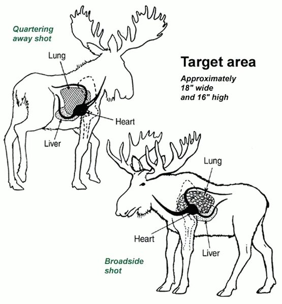 Какая часть лося. Убойные места лося.