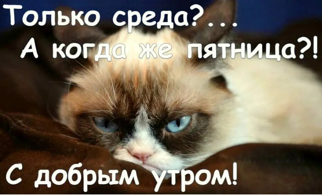 Среда картинки прикольные. Доброе утро среда. Доброе утро среда прикольные. С добрым утром среды. С добрым утром среды прикольные.