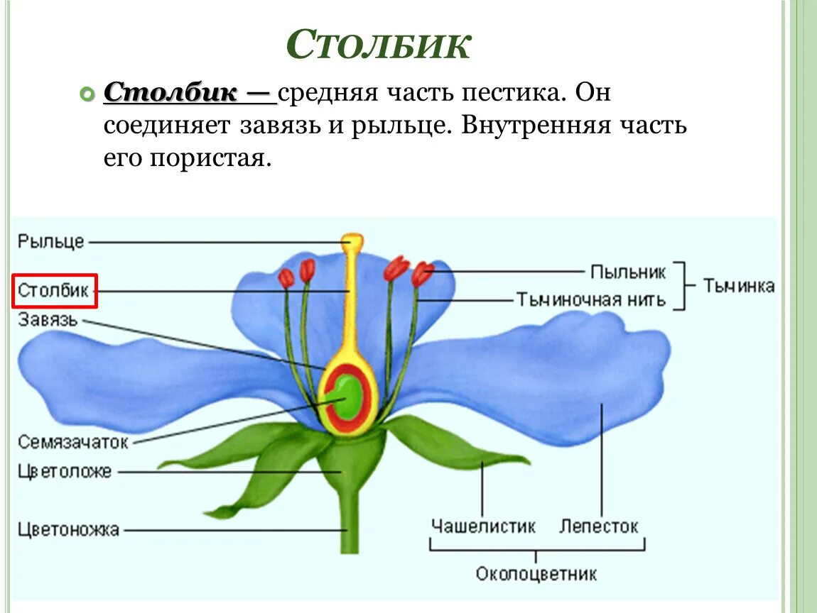 Функции строения цветка 6 класс. Чашелистик пыльник завязь. Генеративные органы строение цветка. Цветок строение и функции. Структура цветка.