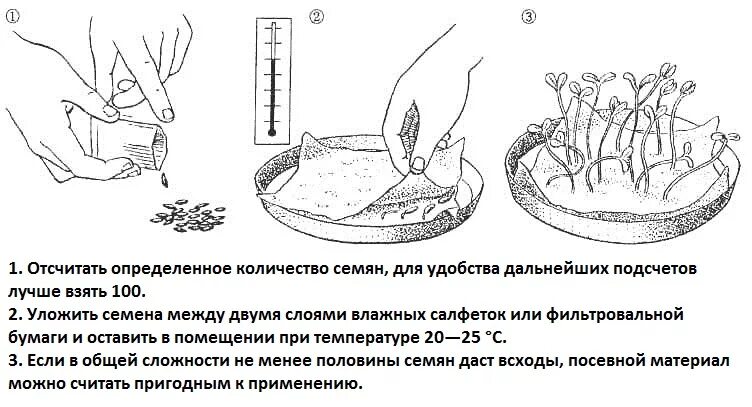 Замачивание семян схема. Инструкция по проращиванию семян огурцов. Прорастание семян огурца схема. Прорастание семени томата схема.