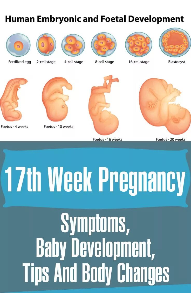 Week 17. 16 Недель беременности размер плода. 17 Недель беременности размер ребенка. Семнадцать недель беременности размер плода.