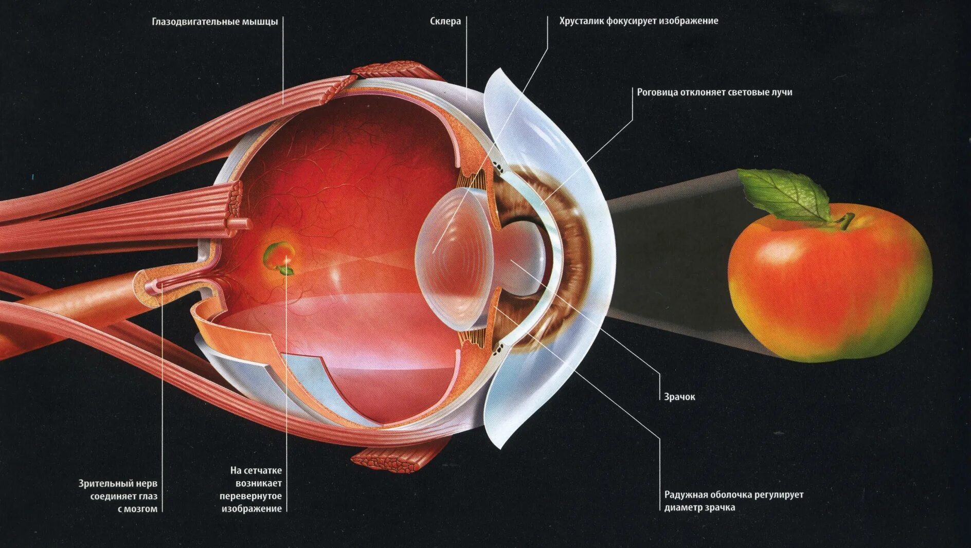 Глаза биологи. Строение хрусталика и сетчатки глаза. Строение глаза. Анатомия глаза. Анатомия глаза человека.