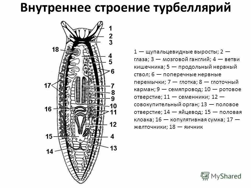 Система ресничных червей. Схема строения трехветвистой турбеллярии. Внутреннее строение ресничных червей. Класс Ресничные черви внешнее строение. Ресничные плоские черви внешнее строение.