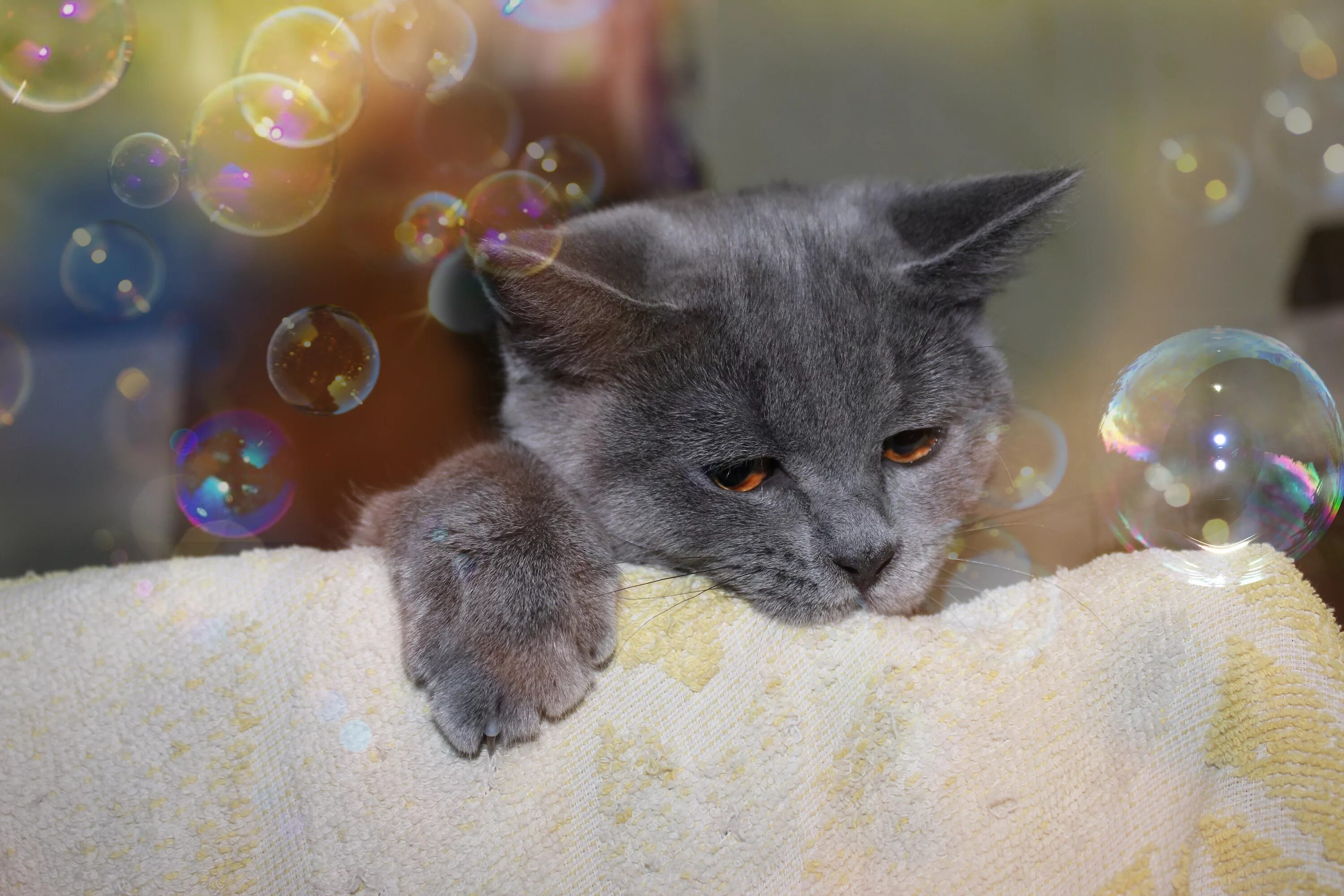 Кот пузырек. Кот и мыльные пузыри. котики мыльные пузыри. мыльные пузыри для кошек.