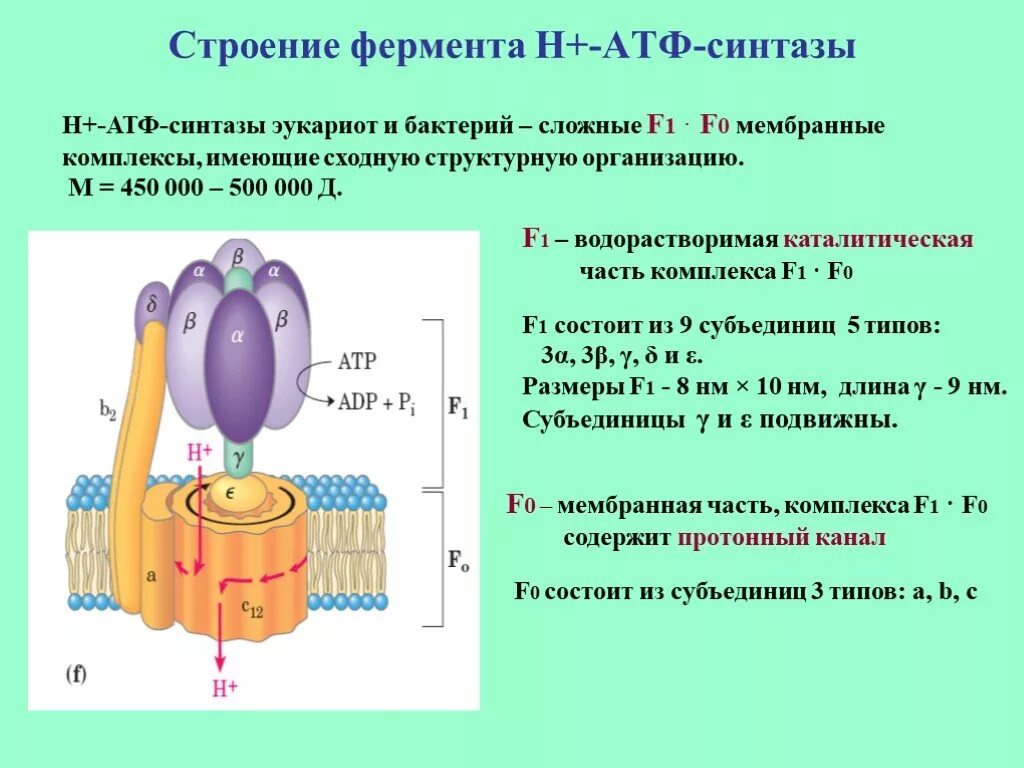 Строение атф синтеза. Строение н АТФ синтетазы. АТФ синтаза строение механизм. Структурно-функциональная организация АТФ-синтазы. Структурно функциональная организация АТФ синтазы схема.