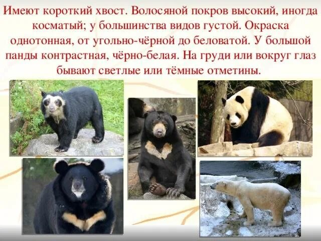 Названия медведей список. Звери из семейства медвежьих. Названия медведей список. Видовое разнообразие медведей. Разновидности медведей.