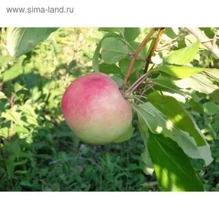 Вэм розовый