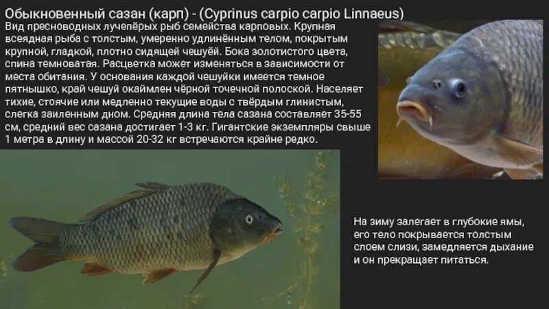 Семейство карповых сазан. Признаки сазана. Рыба сазан и карп отличия. Сазан информация для детей. Семейство карповых сазан.