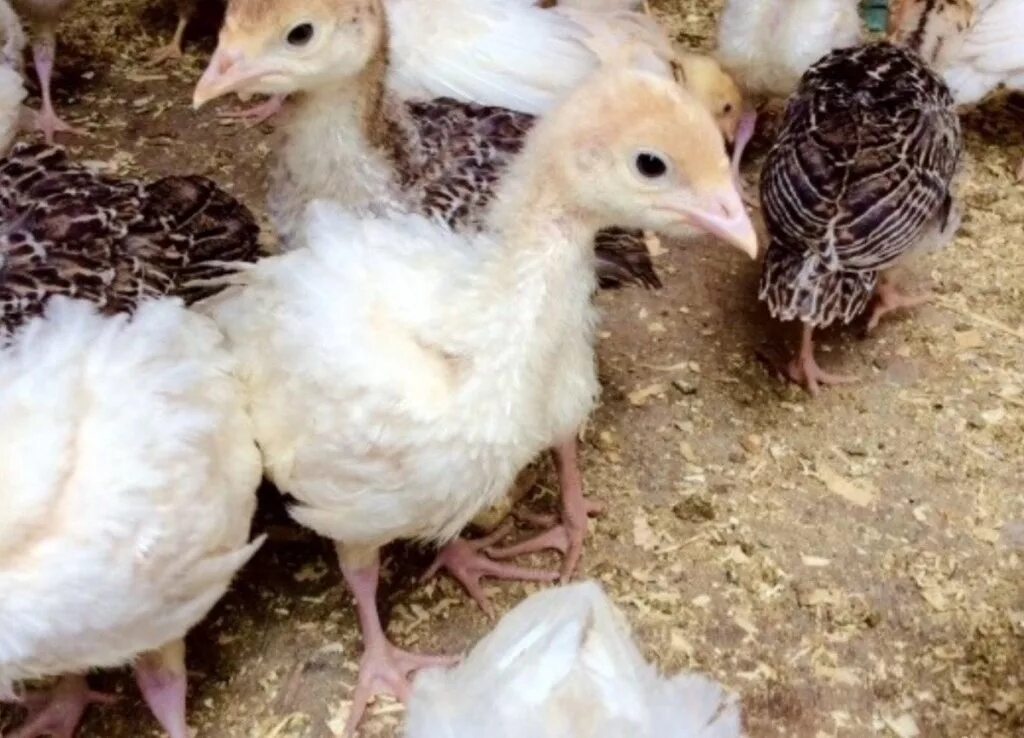 Индюшата в нижегородской. Как выглядят индюшата. Индюшата подрощенные белые. Индюшата палевой породы. Индюшата подросшие.