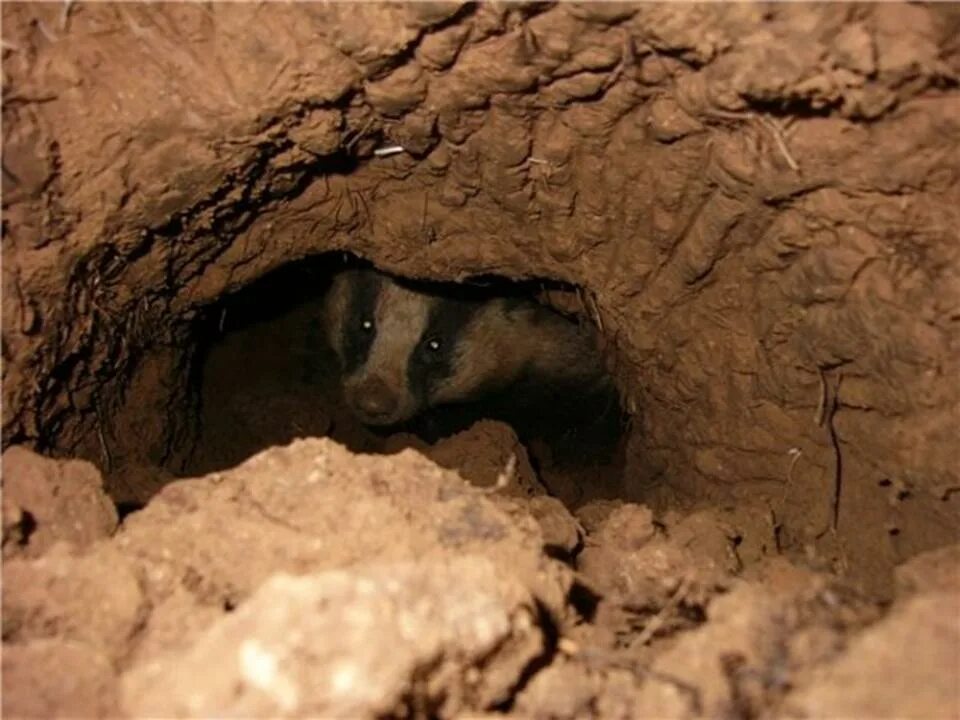 Норка лисы. Лиса в норе. Бобры в норе. Вот такие норы. Жук, который роет воронки.