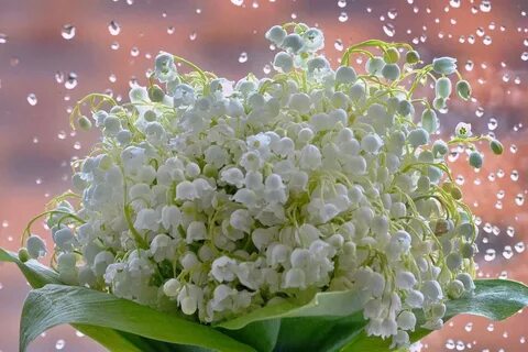 Открытка с днем рождения ландыши женщине красивые