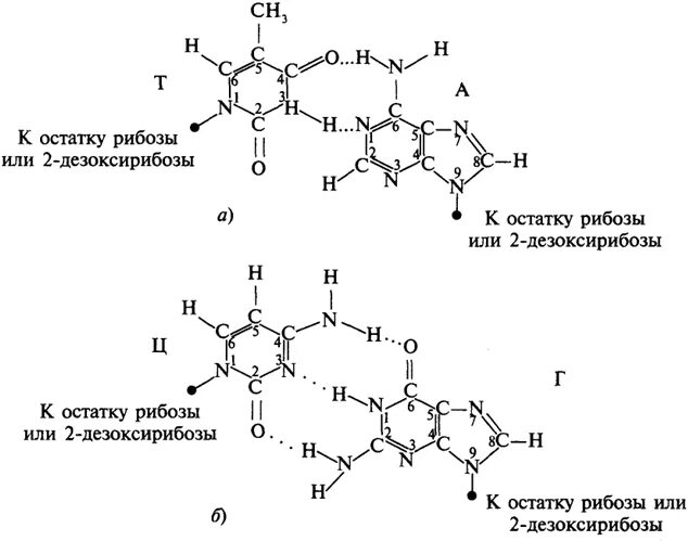 Водородные между азотистыми основаниями. Комплементарность азотистых оснований. Водородные связи между азотистыми основаниями. Связи между комплементарными азотистыми основаниями. Комплементарность нуклеиновых оснований биохимия.
