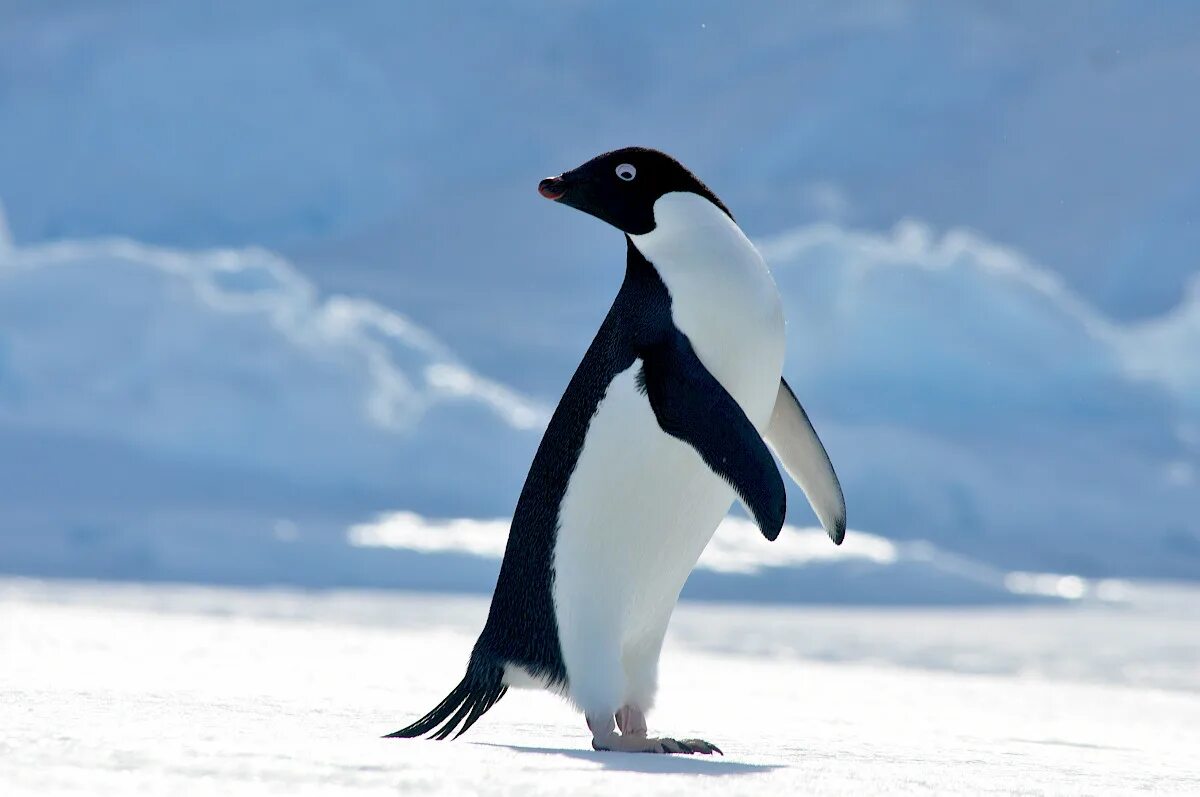 Антарктида пингвины Адели. Императорский Адели. Антарктический Пингвин Адели. Адели Императорский Антарктида. Пингвин перевод