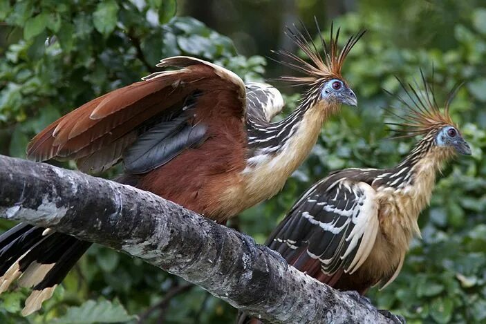 Pin di Ernesto Vallejos su Aves