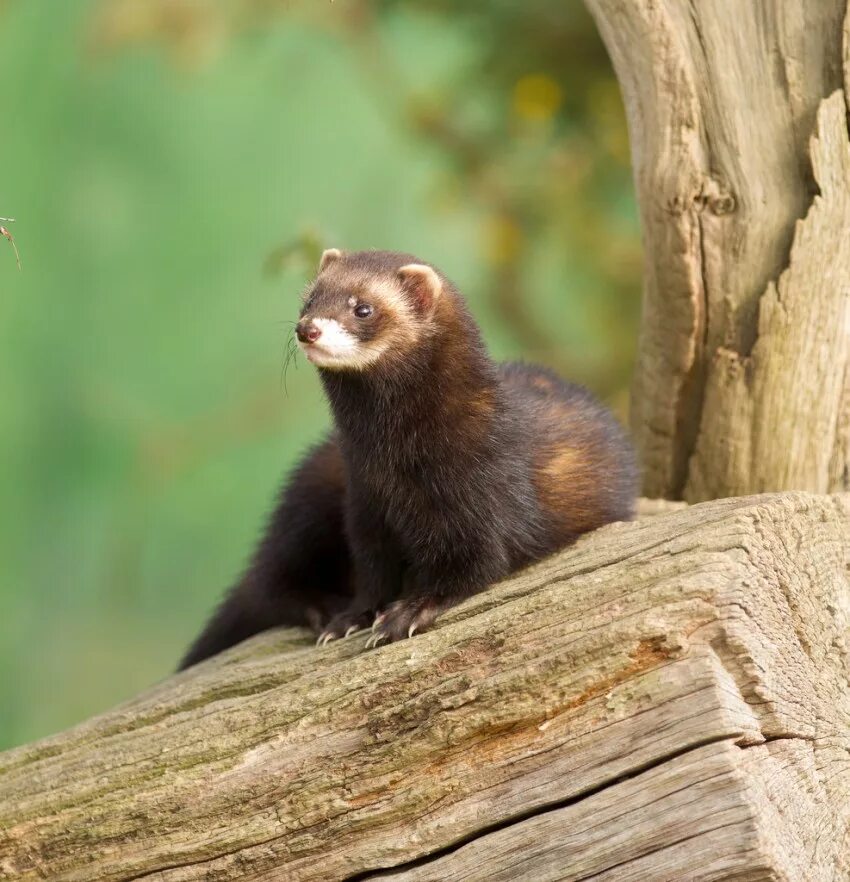 Хорь лесной mustela putorius. Хорь лесной mustela putorius. Лесной хорёк. Хорек соболиный окрас. Хорёк домашний черный.