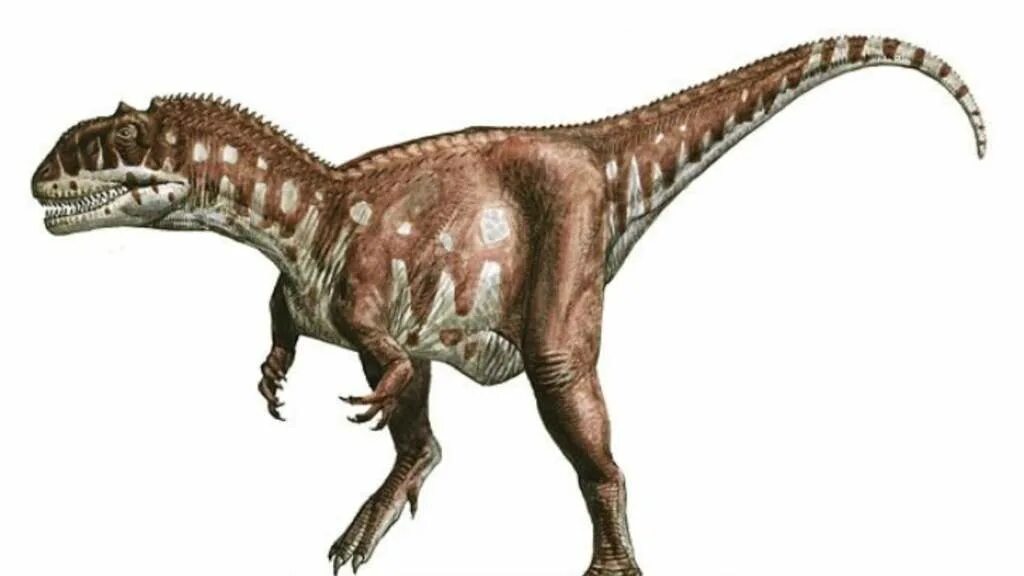 Майюнгазавр. Майюнгазавр Раджазавр. Маюнгозавр динозавр. Majungasaurus crenatissimus.
