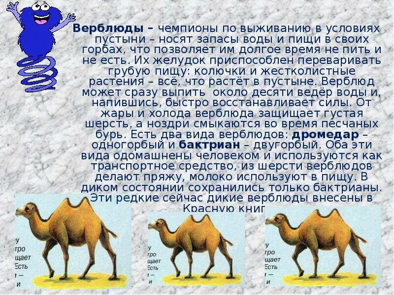 Верблюд значение слова. Верблюд презентация. горб верблюда. информация о верблюде. рассказ о верблюде.