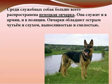Немецкая овчарка описание породы характер