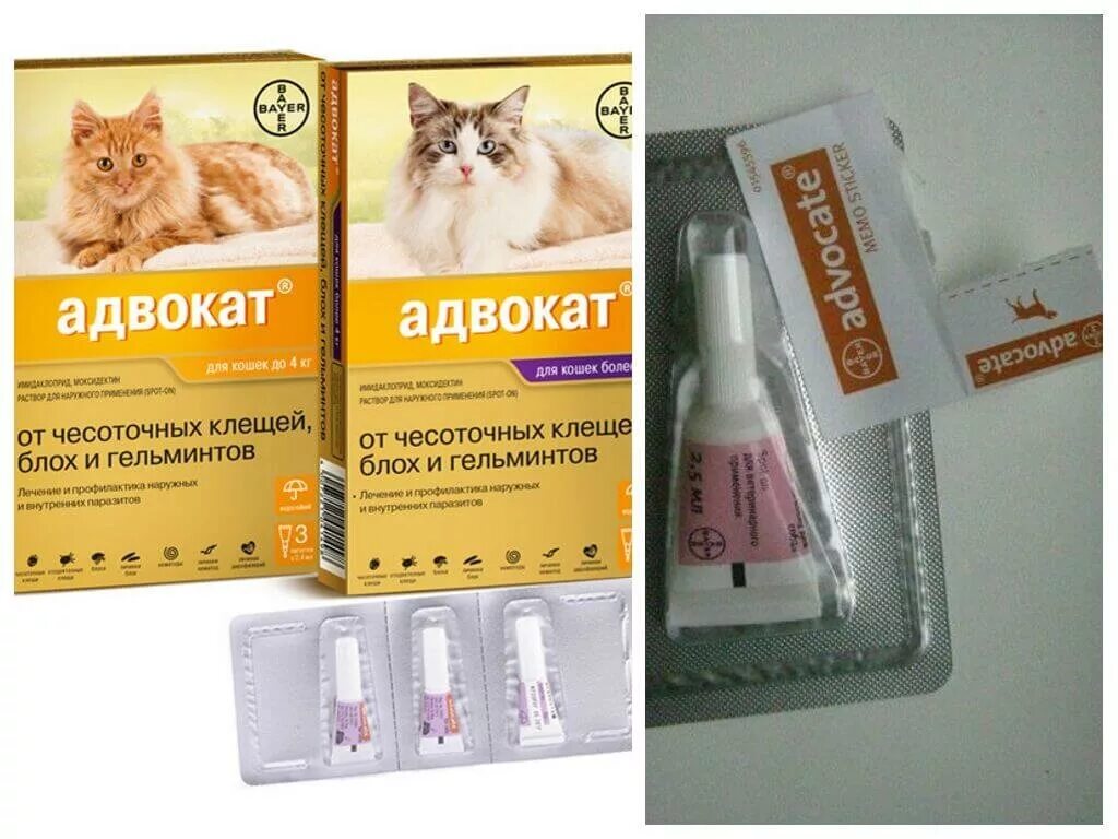 Против клещей для кошек. Капли от блох и глистов для кошек адвокат. Bayer адвокат для кошек. Адвокат капли на холку для кошек. Капли от блох и ушного клеща для котят на холку инспектор.