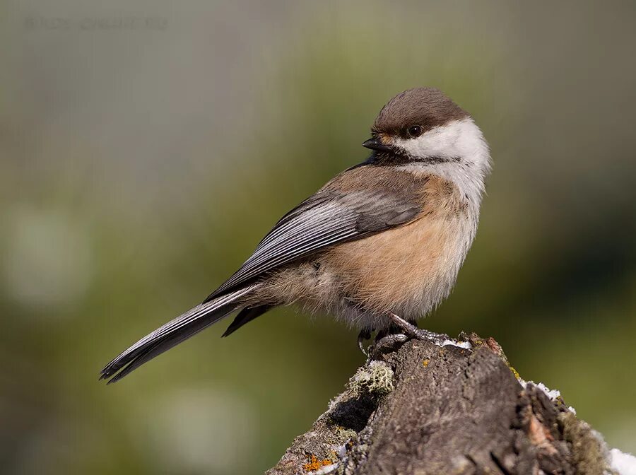 Таежная птица 5. Гаички Воробьинообразные. Poecile atricapillus.