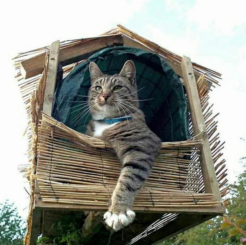 Кот на даче летом. Кот на даче летом. Кот в деревне. Котенок на даче. Котики на даче.