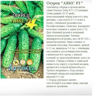 Сорт огурцов акцент