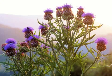 Scotland plants
