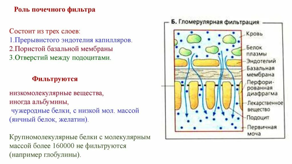 Строение почечного фильтра. Ультраструктура почечного фильтра. Структура почечного фильтра. Строение фильтра почки. В почках фильтруется моча кровь лимфа