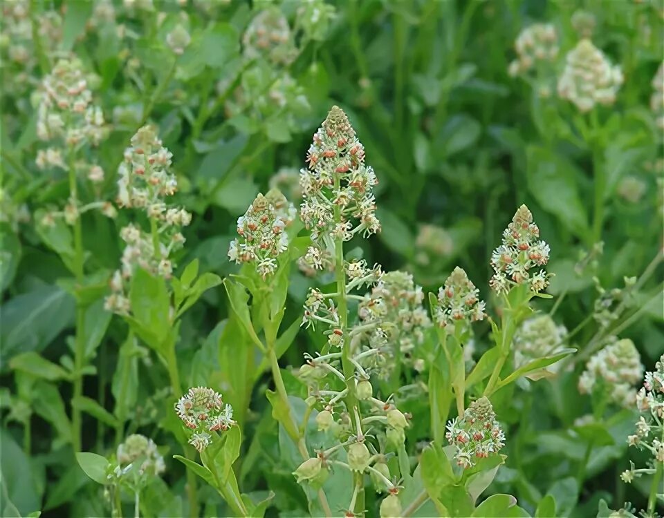 Резеда душистая. Reseda odorata. Резеда растение. Резеда душистая многолетняя. Резеда купить семена