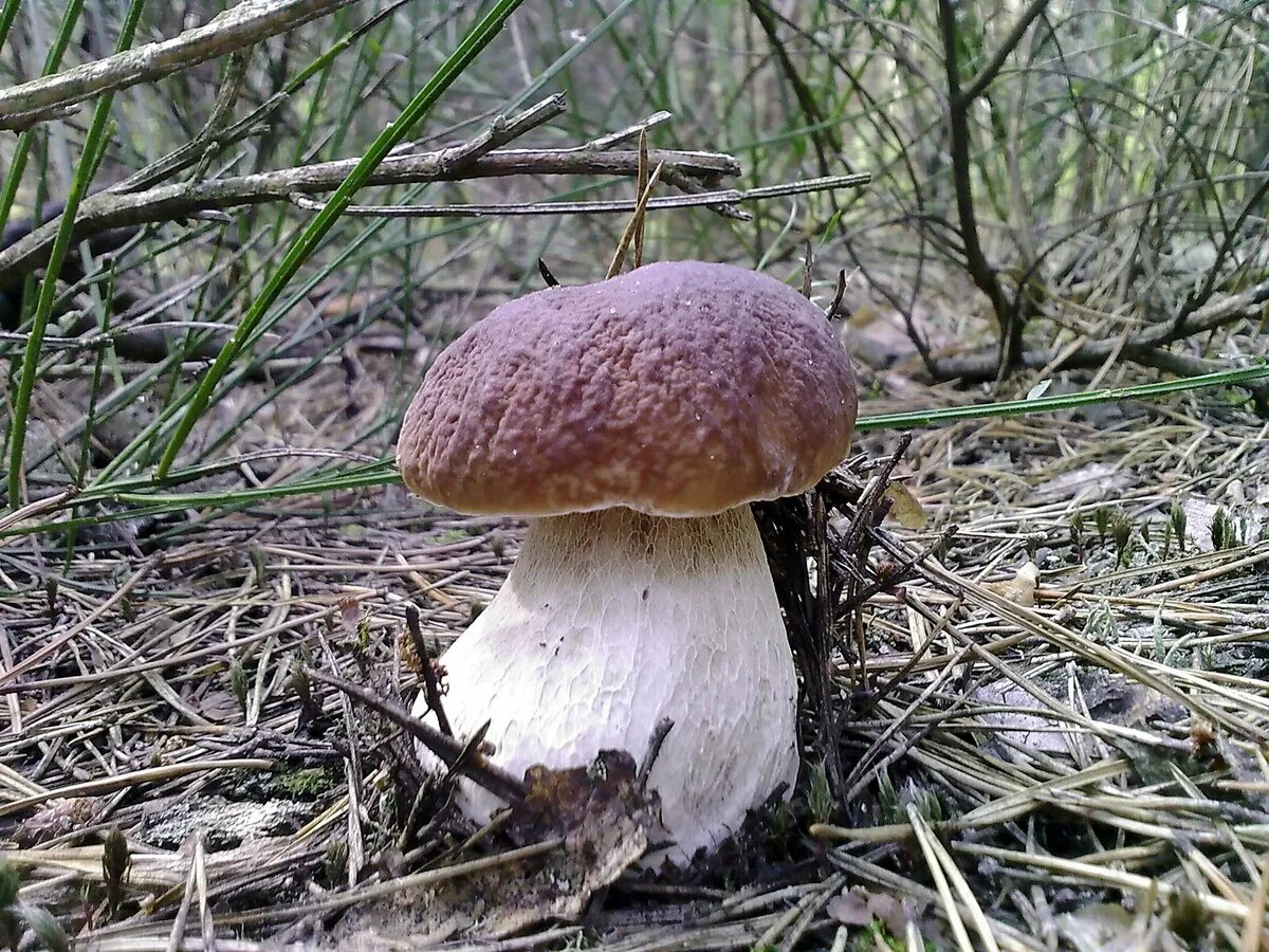 грибница боровика. боровик обыкновенный. сайт боровика. гриб boletus. боровой белый гриб.