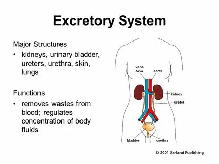 System function