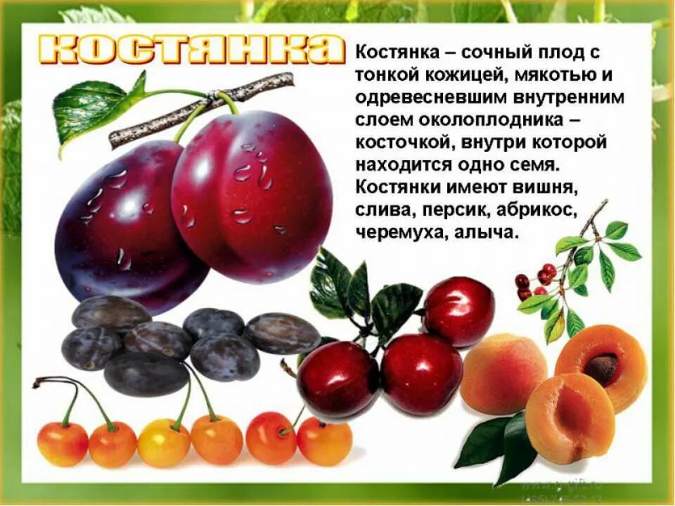 Плод вишни называется. Плод вишни называется. Плод вишни называется. Формула цветка розоцветных растений 6 класс. Строение плода вишни.