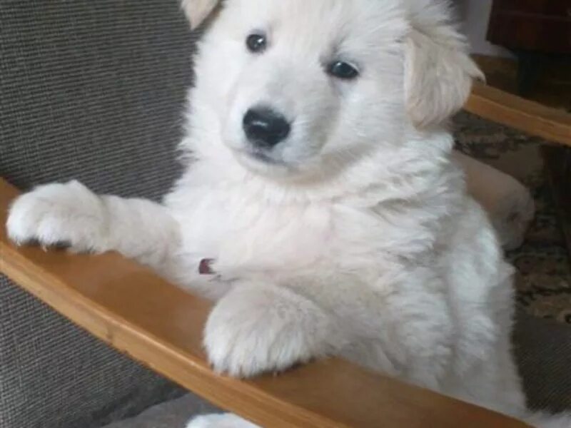 белая собака майкоп. объявления маленьких щенков в майкопе. западно сибирская лайка белая щенок. щенки майкоп. авито майкоп собаки.