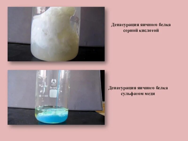 Растворение серной кислоты в воде реакция. Сульфат меди и белок денатурации. Денатурация белка раствор куриного белка. Яичный белок + сульфат меди 2. Денатурация белка сульфатом меди.