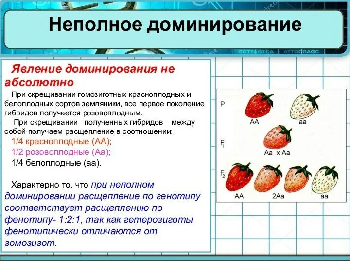 Гибридные абрикосы получены в результате опыления красноплодных. При скрещивании красноплодной земляники. Неполное доминирование у садовой земляники. Неполное доминирование это явление при котором. Генотип земляники.