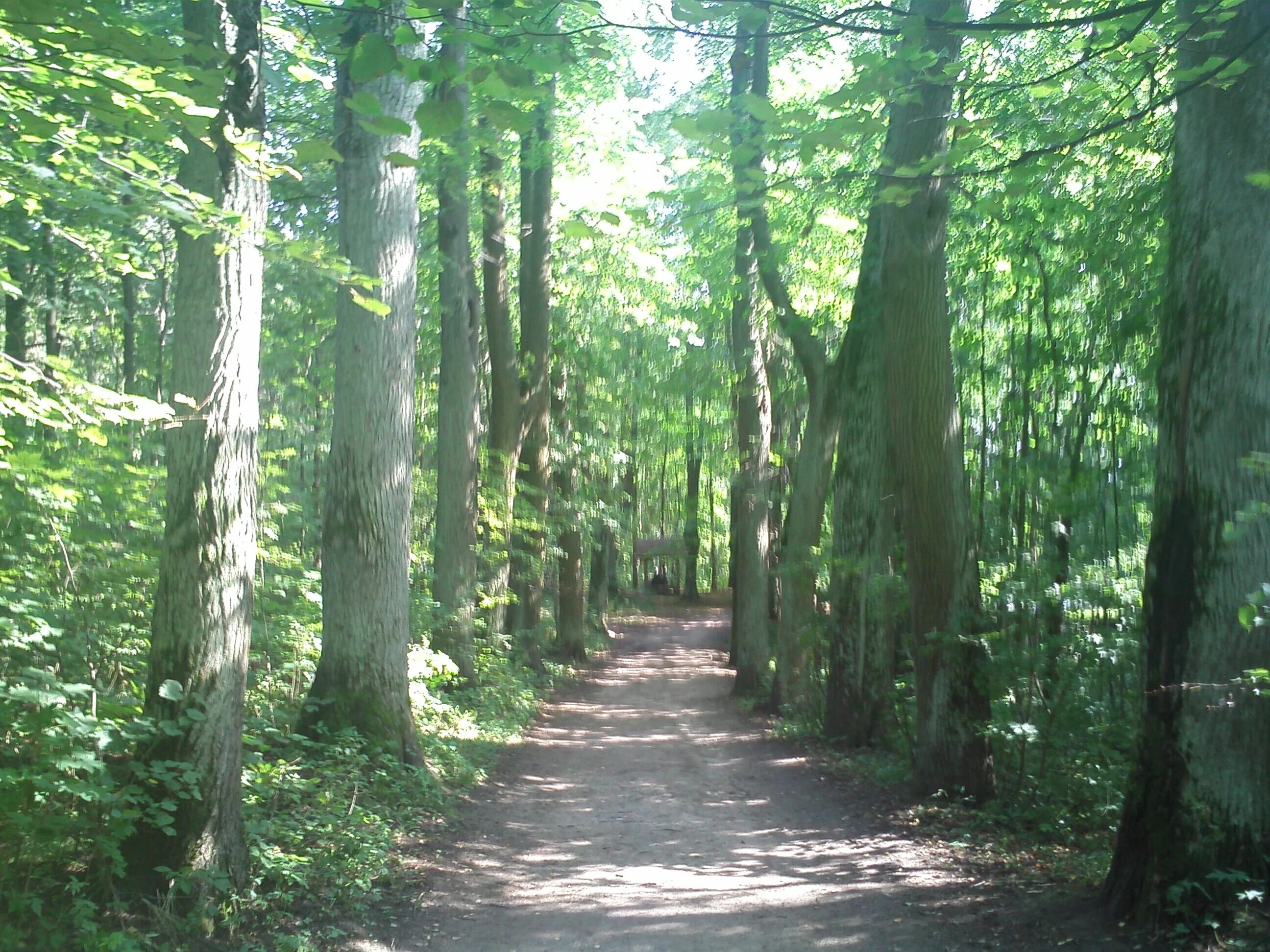 сад осиновая роща. выпускной детский садик номер 7. липа дерево старая. сад осиновая роща. парк усадьбы осиновая роща.