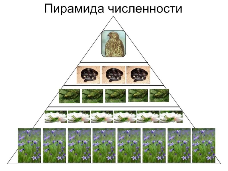 Экологическая пирамида численности. Пирамида численности. Экологическая пирамида биомассы. Пирамида численности и биомассы.