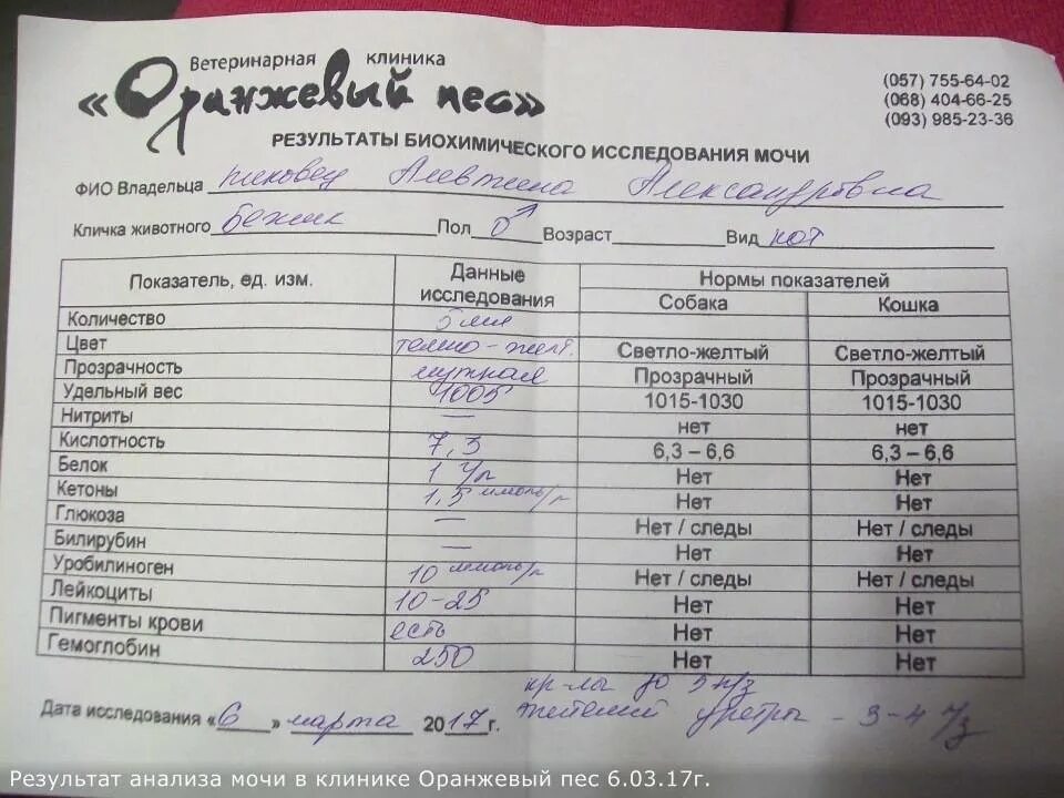 Уробилиноген повышен у мужчин. Норма билирубина в моче в мкмоль/л. Билирубин в моче есть а в крови в норме. Билирубин общий в моче. Билирубин 17 в моче у ребенка.