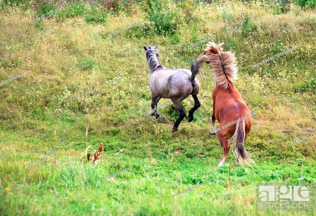 Лошак гибрид. Зеброид гибрид. Спаривание лошадей. Зорс гибрид. Размножение лошадей.