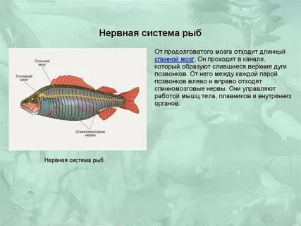 Окунь какое оплодотворение внутреннее или наружное