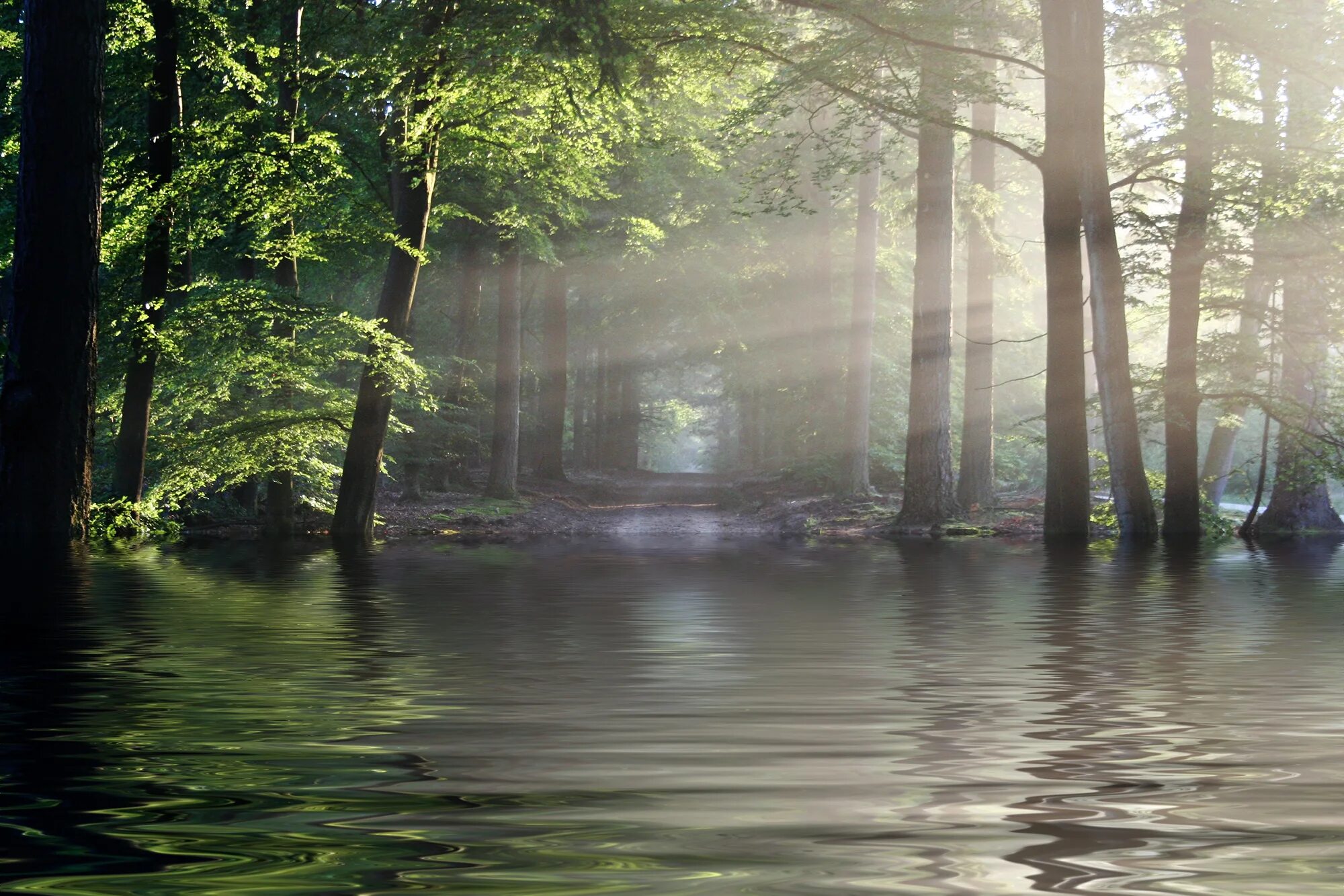 Source forest
