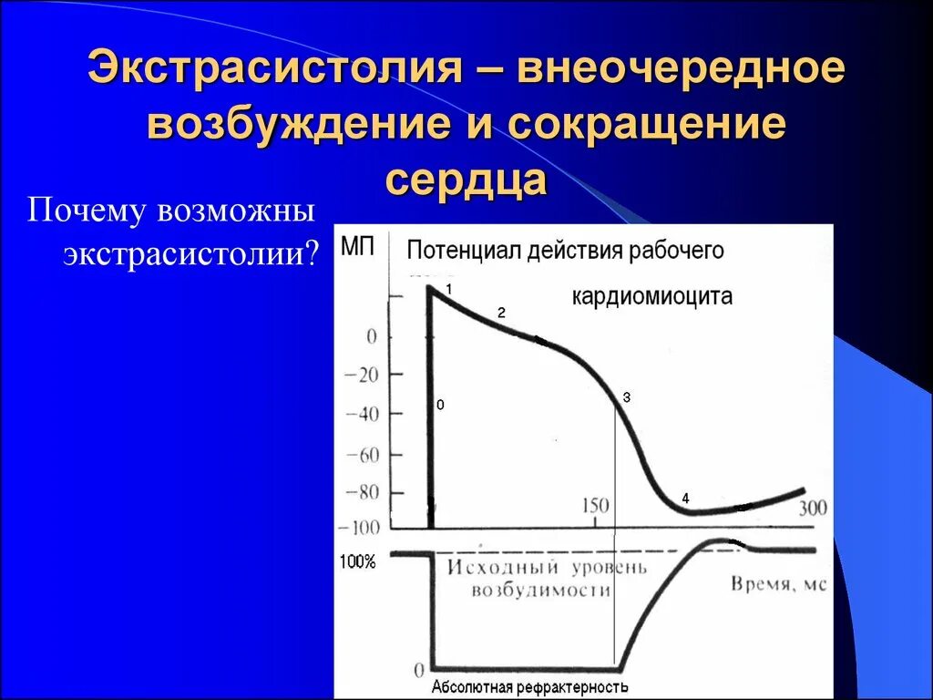 Уязвимый период. Изменение возбудимости кардиомиоцитов. Соотношение возбуждения, возбудимости и сокращения кардиомиоцита. Изменение возбудимости сердечной мышцы в процессе возбуждения. Фазы изменения возбудимости сердечной мышцы.