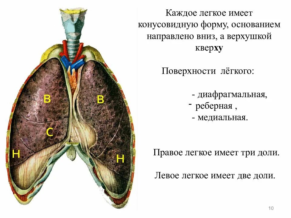 Левое легкое имеет. Диафрагмальная поверхность легких анатомия. Медиальная поверхность легкого анатомия. Поверхности легкого. Легкие строение поверхности.