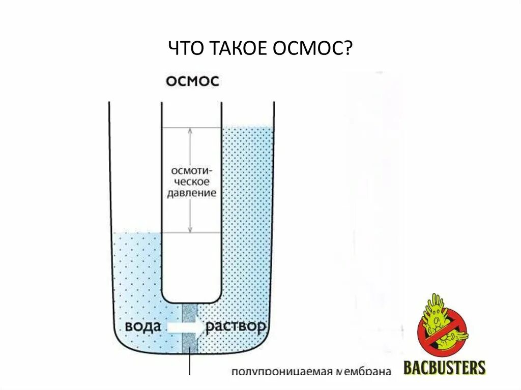 В процессе осмоса